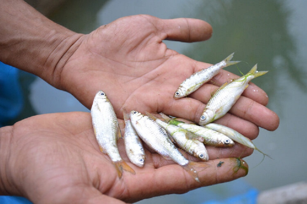  DKP Sumbar Ungkap Sejumlah Persoalan Ancaman Populasi Ikan Bilih Singkarak