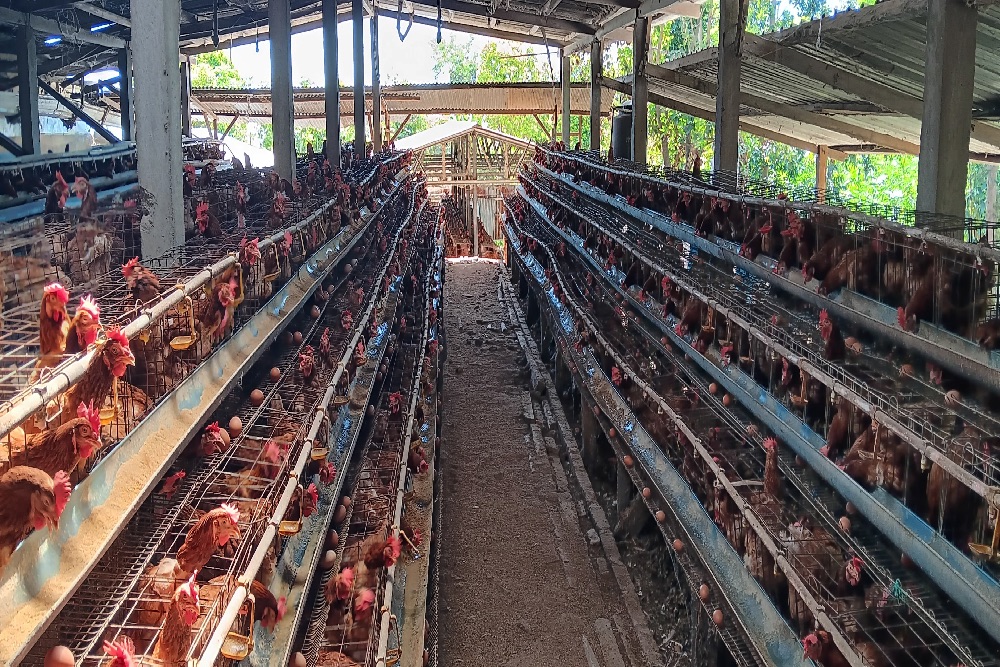  Kelompok Tani Ternak Telur Jago Santong Bersama BI NTB Kendalikan Inflasi