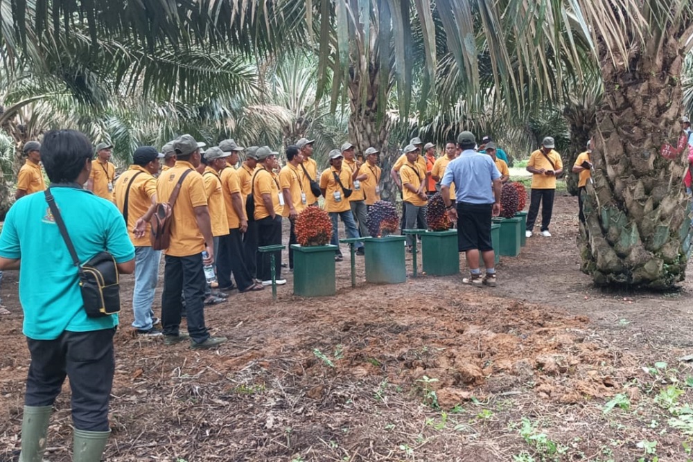  Sudah Menghasilkan, PSR Sawit Sumsel Jadi Contoh Bengkulu