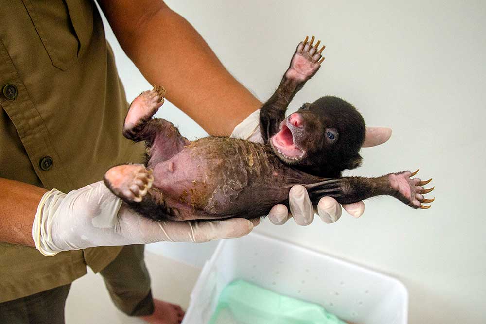  Penemuan Bayi Beruang Madu di Areal Perkebunan Masyarakat di Riau