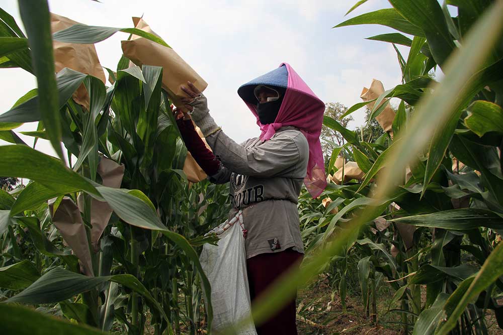  Petani di Jombang Lakukan Penyerbukan Silang Buatan Untuk Jagung Agar Panen Lebih Cepat