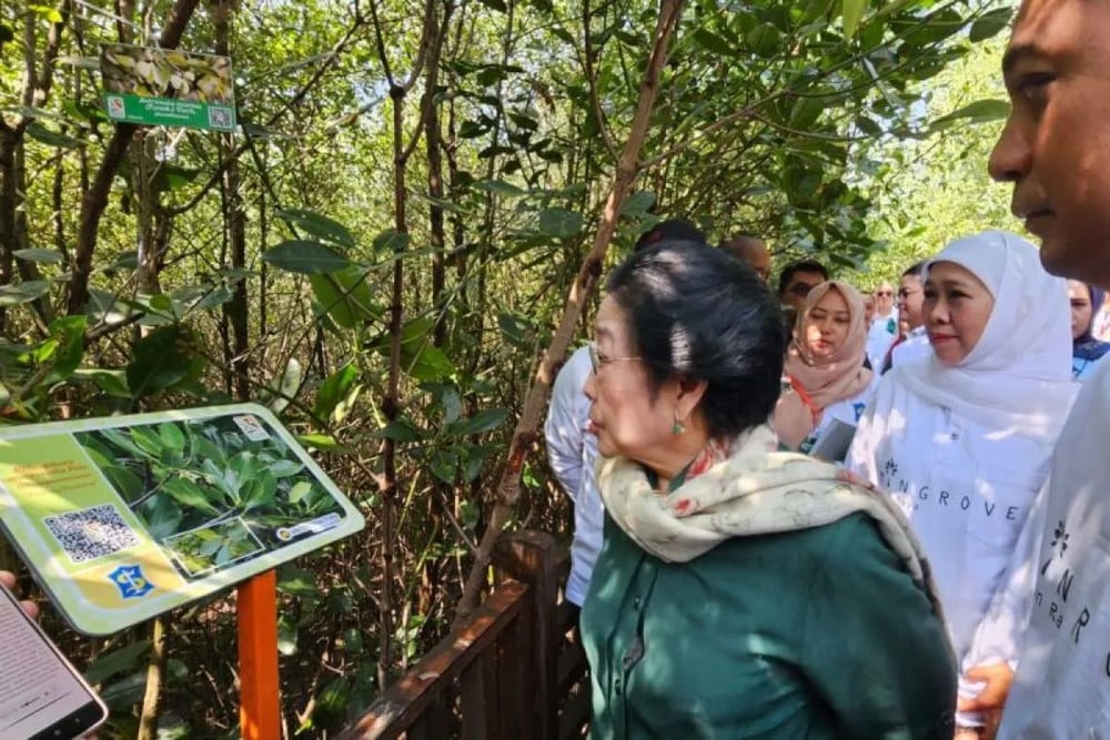  Megawati Meresmikan Hutan Mangrove Surabaya sebagai Kebun Raya