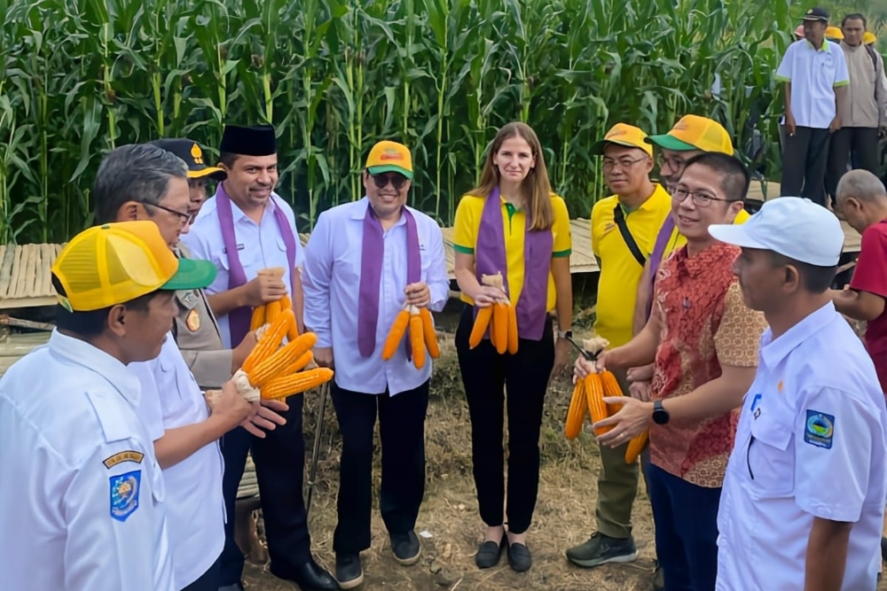  Benih Jagung Unggul Lewat Bioteknologi