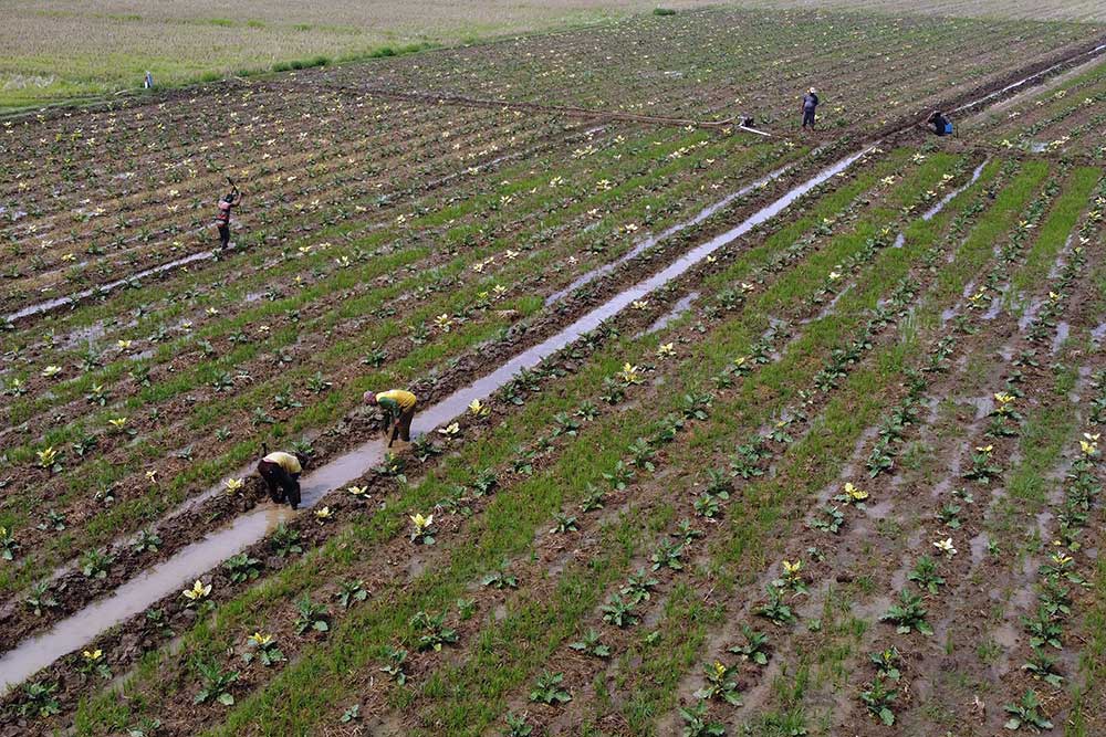  Masuk Musim Kemarau, Petani di Bekasi Beralih Menanam Palawija