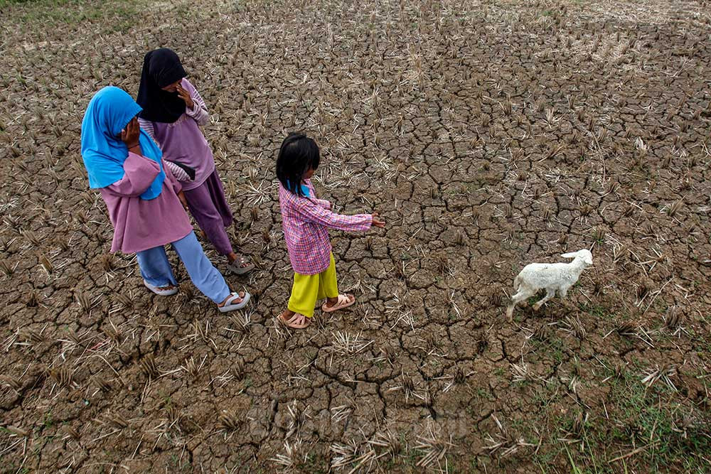  Sejumlah Wilayah di Indonesia Kekeringan Akibat Fenomena El Nino