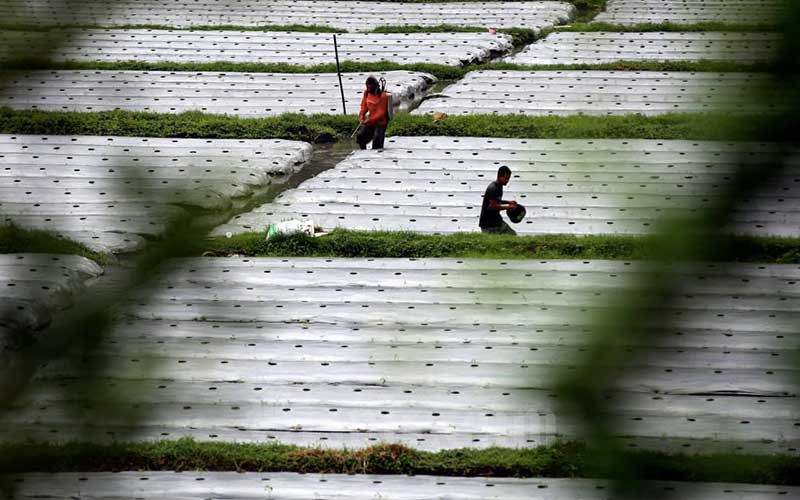  Pengusaha Minta Pemerintah Waspadai Dampak El Nino di Sektor Pertanian