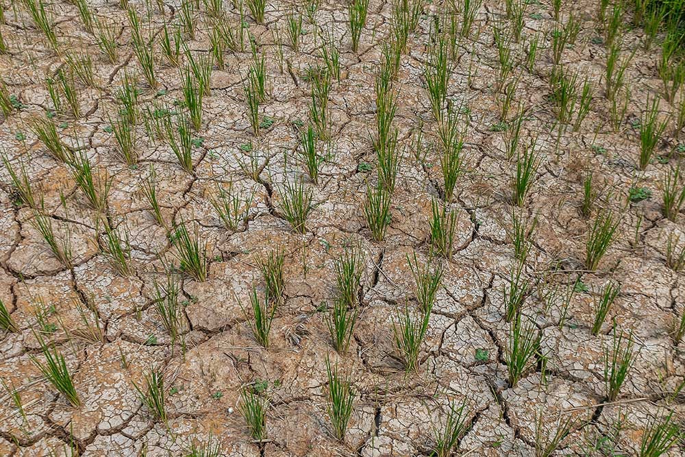  Puluhan Hektare Sawah di Banten Mengalami Kekeringan