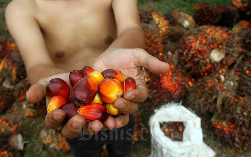 Pekerja menata kelapa sawit./Bisnis-Arief Hermawan P