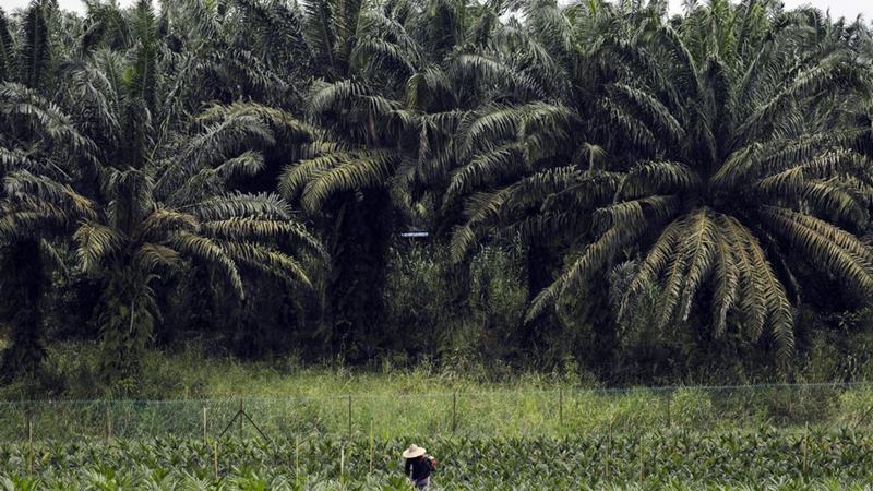 Kebun sawit./ Joshua Paul - Bloomberg