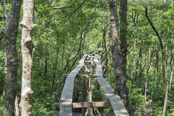 Kawasan Konservasi Mangrove dan Bekantan di Tarakan Kalimantan Utara/Indonesia Travel