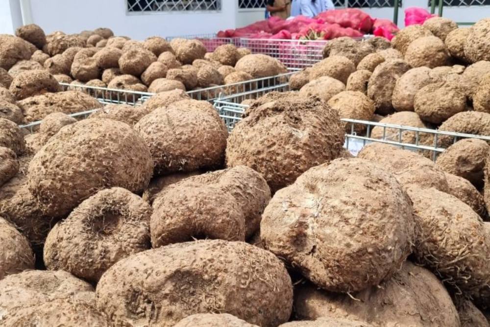 Bahan baku umbi porang siap diproses menjadi tepung glukomana./Bisnis-Nancy Junita