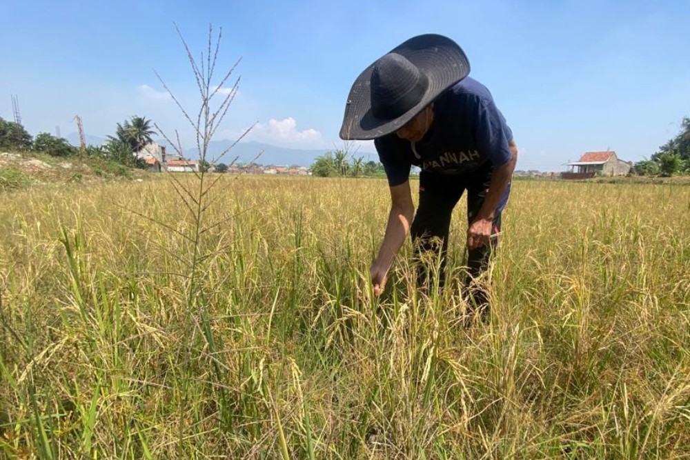  El Nino di Bandung Barat Sebabkan 178 Hektare Sawah Kekeringan