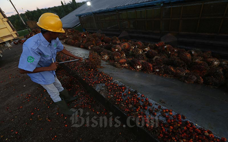 Petani membawa kelapa sawit hasil panen harian di kawasan Pangkalan Bun, Kalimantan Tengah, Rabu (11/5). Bisnis/Nurul Hidayat