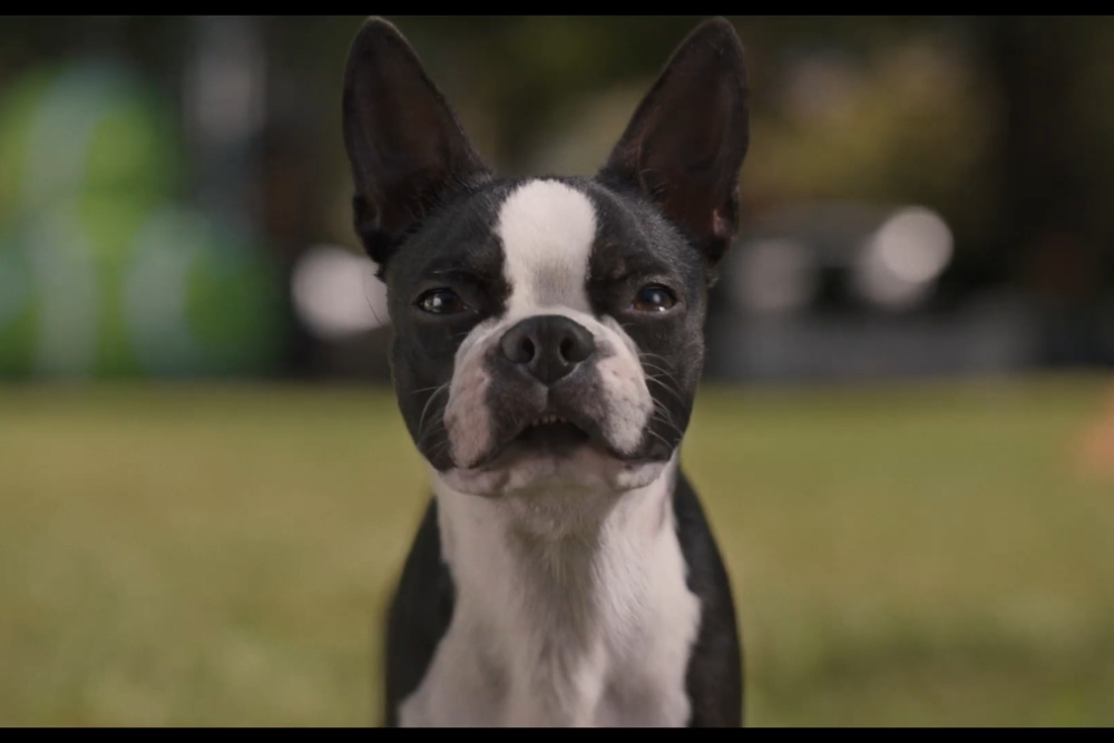  Sinopsis Strays, Film Petualangan Anjing untuk Balas Dendam ke Pemiliknya
