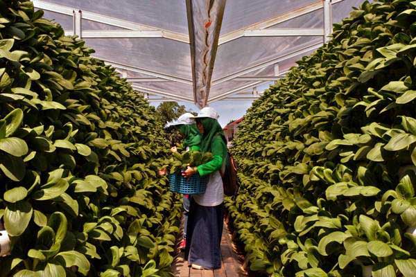  Pertanian Perkotaan di Surabaya Kembali Digaungkan