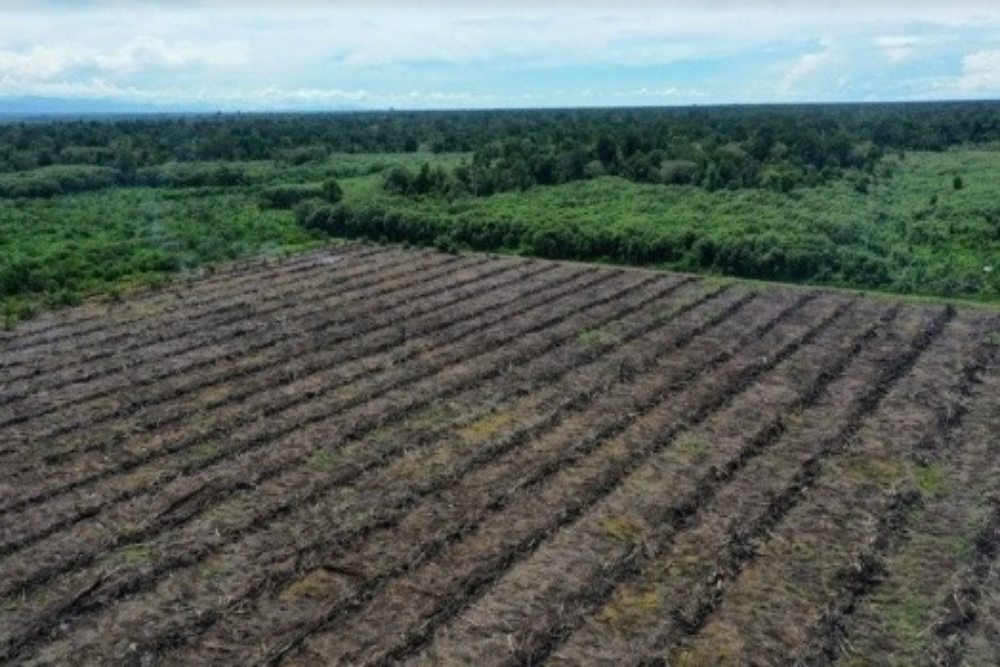  Perambahan Hutan Kerinci Seblat Mayoritas untuk Pertanian