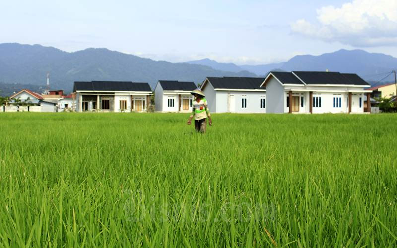  PRODUKSI PADI : Sumbar Optimistis Capai Target