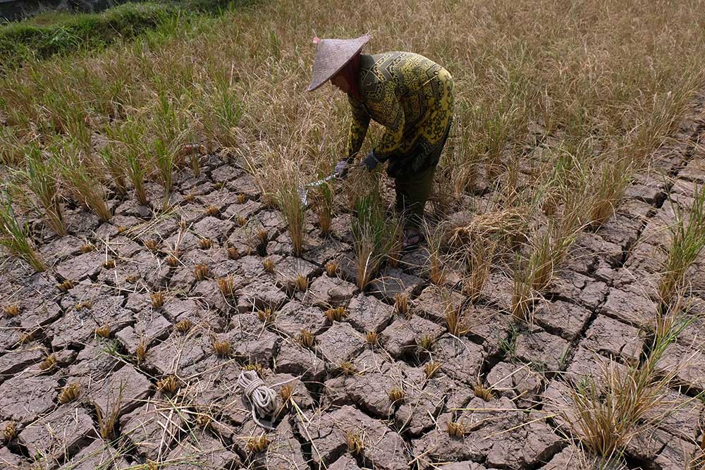  Petani Padi di Jawa Tengah Gagal Panen Akibat Kekurangan Pasokan Air