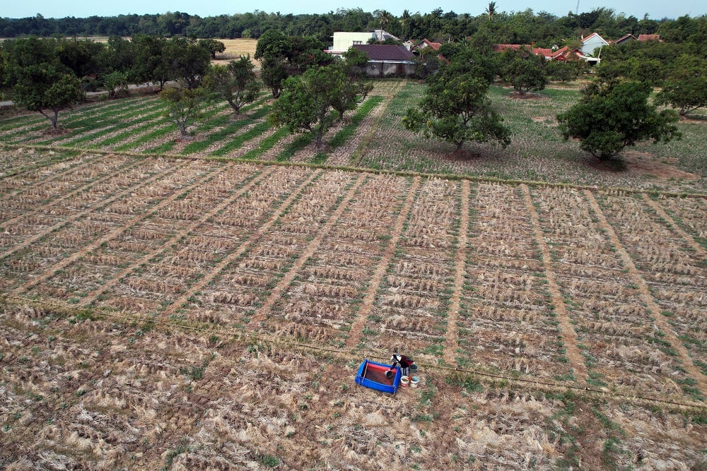  4.000 Hektare Lahan di Jabar Terkena Dampak El Nino