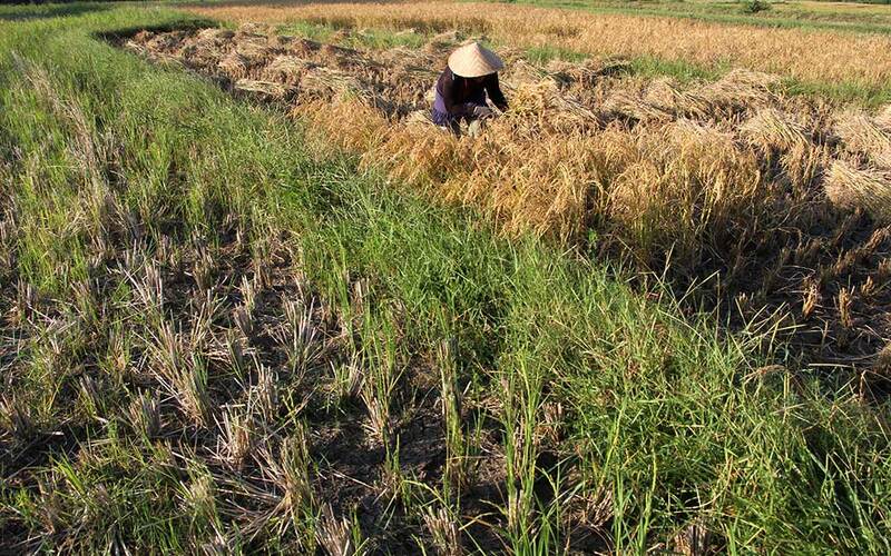 Petani di Sulawesi Selatan mengatakan musim panen diperkirakan menjadi musim panen padi terakhir tahun ini seiring masuknya musim kemarau di daerah./JIBI