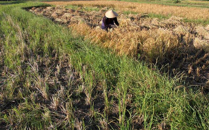  Pompa Air dan Pipanisasi Jadi Solusi Kekeringan 250 Hektare Sawah di Sulsel