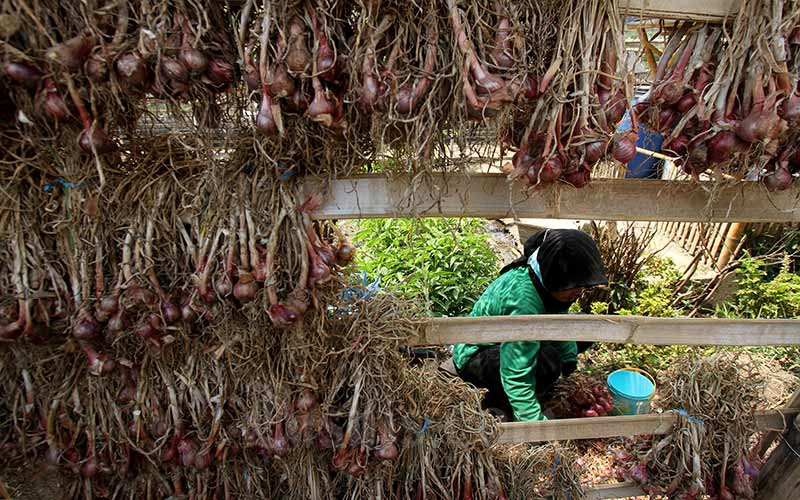  Petani Teriak, Harga Bawang Merah Anjlok Jadi Rp9.000 per Kg
