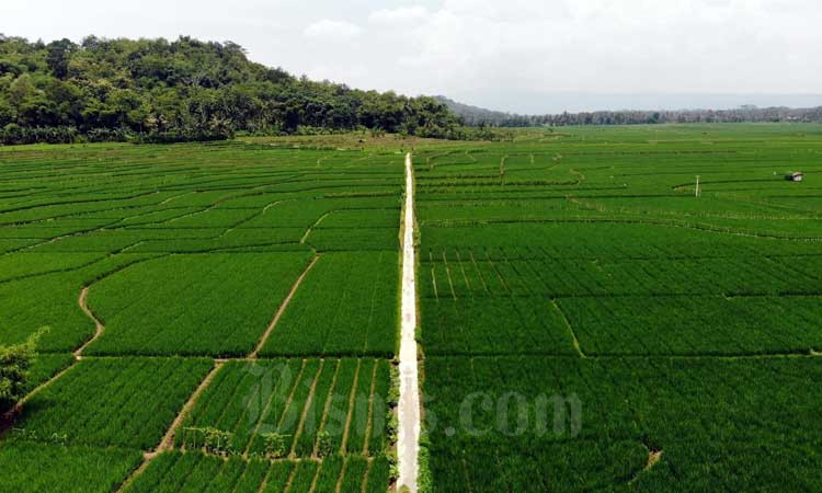  Beragam Kesulitan Petani Dapatkan Sertifikasi Lahan Berkelanjutan