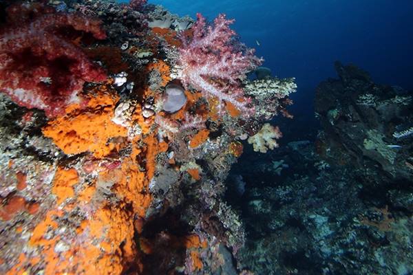 Indahnya terumbu karang di Teluk Cenderawasih./Indonesia Travel
