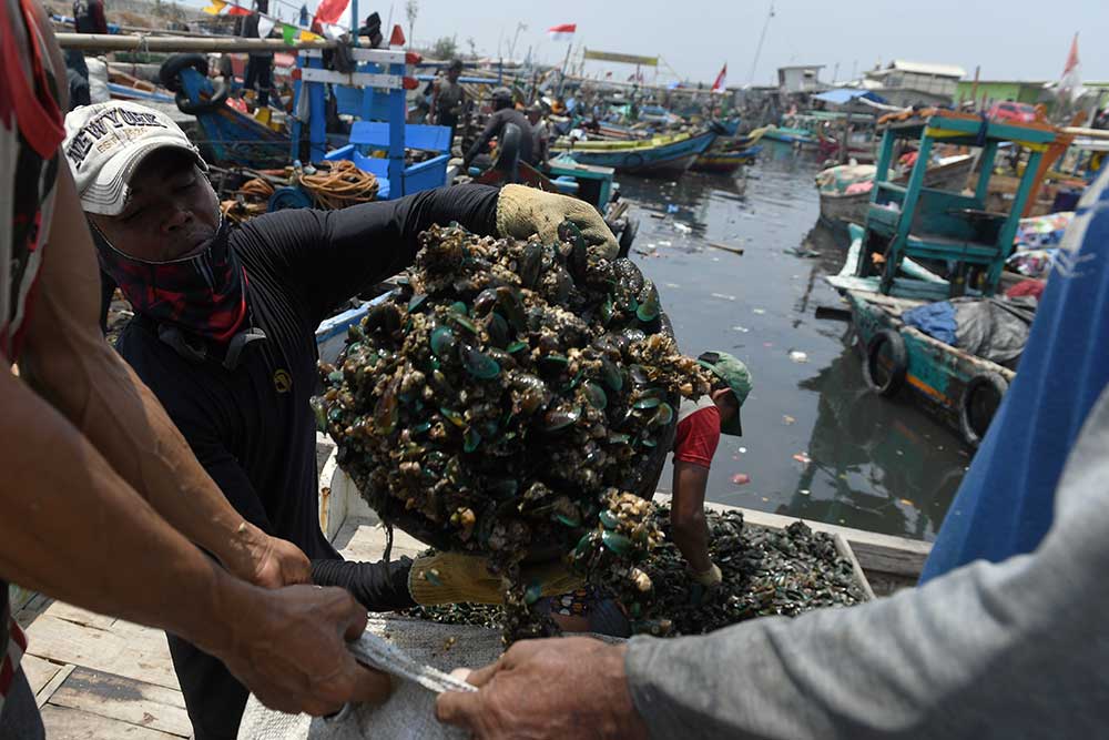  Kerang Hijau Menjadi Salah Satu Komoditas Hasil Laut Utama Bagi Nelayan di Cilincing