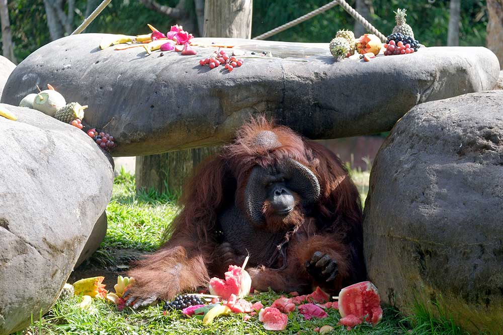  Kampanye Konservasi Cinta Orangutan di Bali