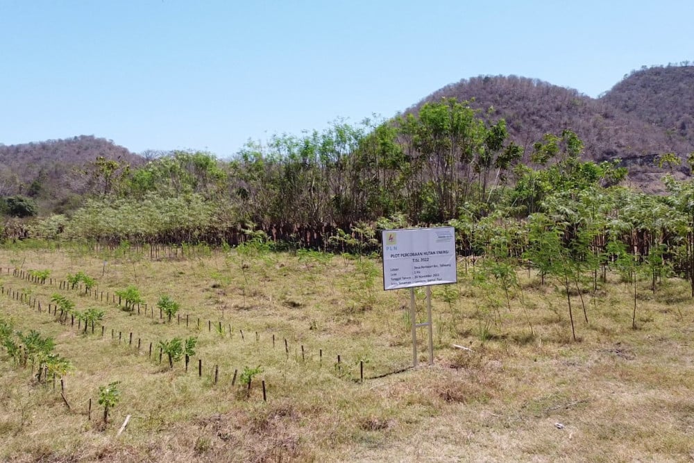  Jelajah Investasi Sasambo : PLN Bakal Perluas Hutan Energi di Sumbawa