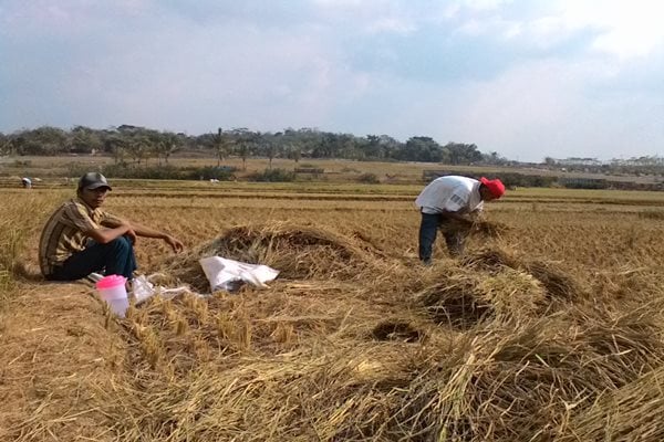  Imbas Kekeringan, Masa Tanam Padi di Kabupaten Cirebon Mentok 2 Kali Setahun