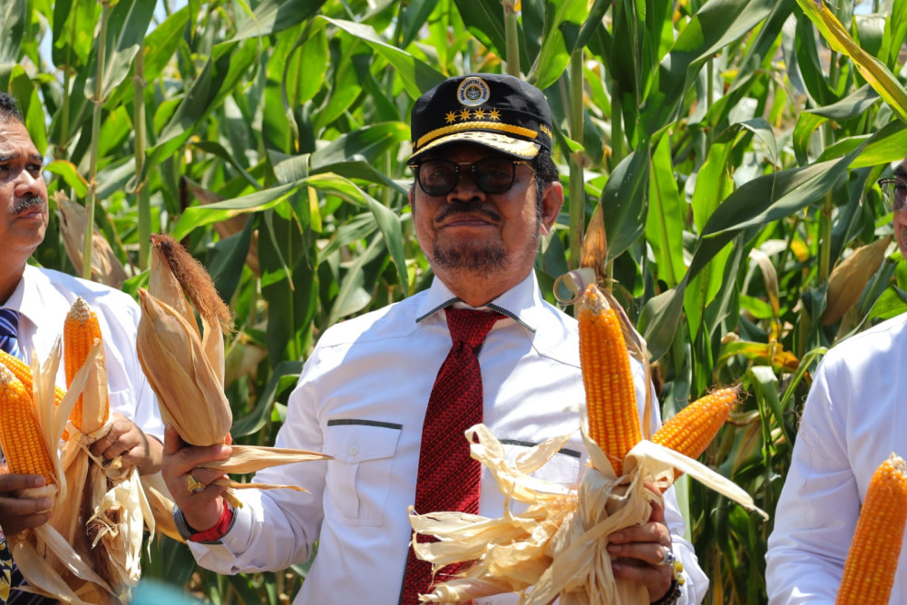  Kementan Rilis Varietas Jagung Jago, Produktivitas Diklaim Lebih Tinggi