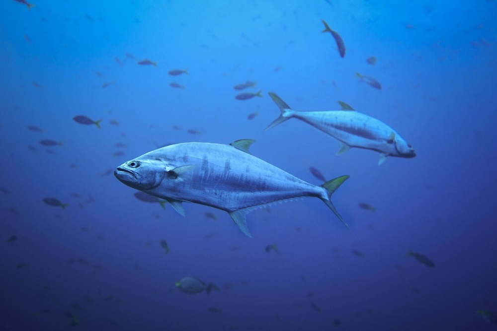 Ikan tuna sirip biru