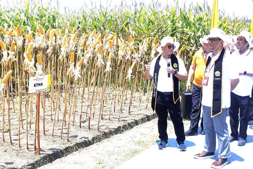  Panen Jagung Bioteknologi di Jawa Timur