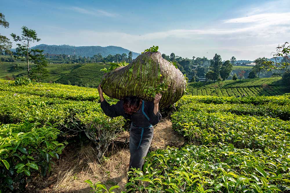 Pemerintah Targetkan Produktivitas Kebun Teh Mencapau 1 juta Ton/Hektar Pada 2023