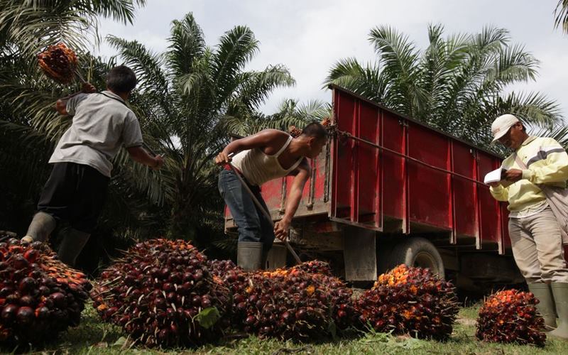 Pekerja mengangkat buah sawit yang dipanen./Bloomberg-Dimas Ardian.