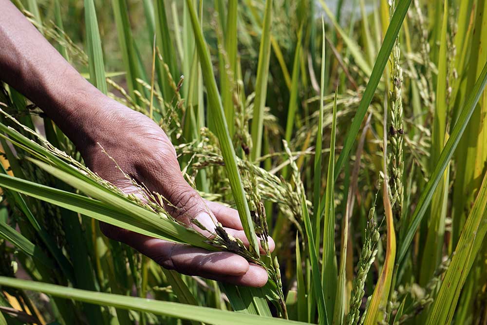  Petani di Temanggung Terancam Gagal Panen Akibat Serangan Burung Pipit dan Tikus