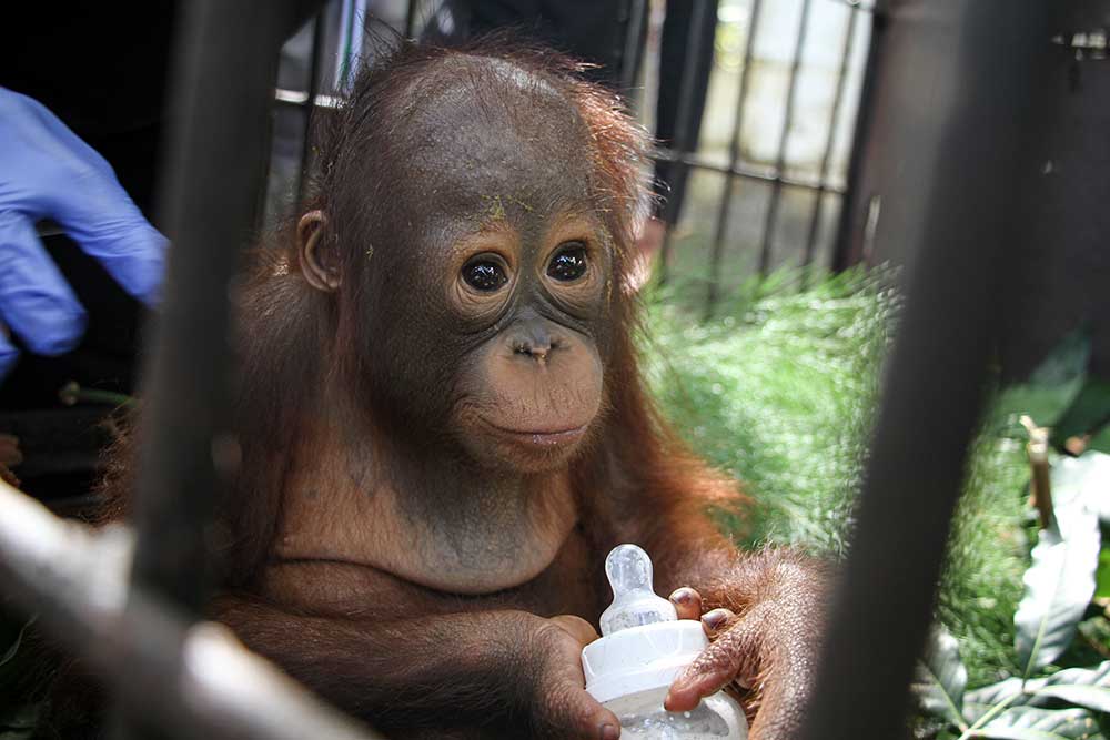  BKSDA Kalimantan Tengah Amankan Bayi Orangutan Hasil Penyelundupan