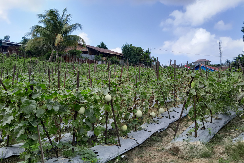  Wisata Petik Melon di Tengah Kota Balikpapan