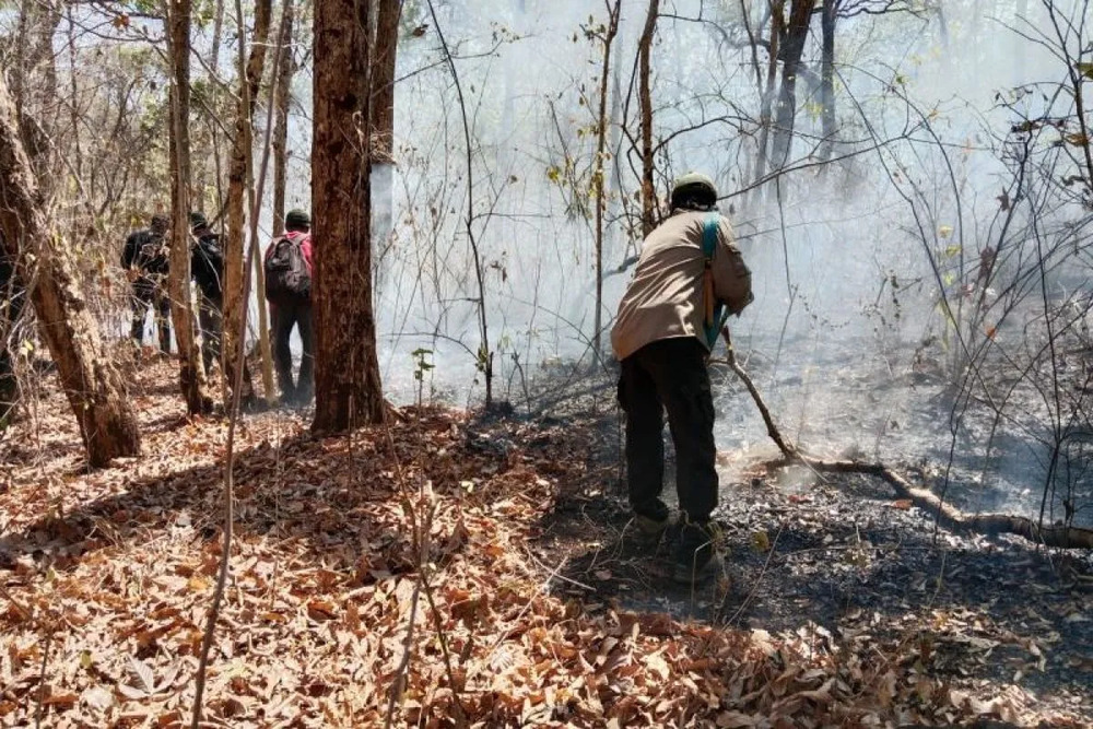  Taman Nasional Baluran Situbondo Ditutup Akibat Kebakaran Lahan