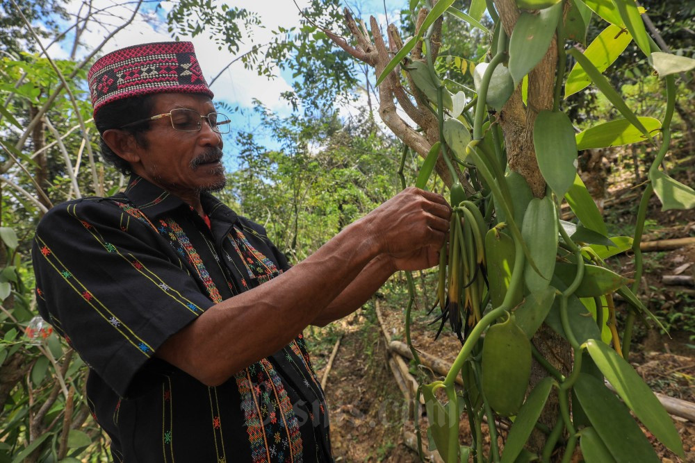  Mengangkat Derajat Petani Loha dengan Vanili