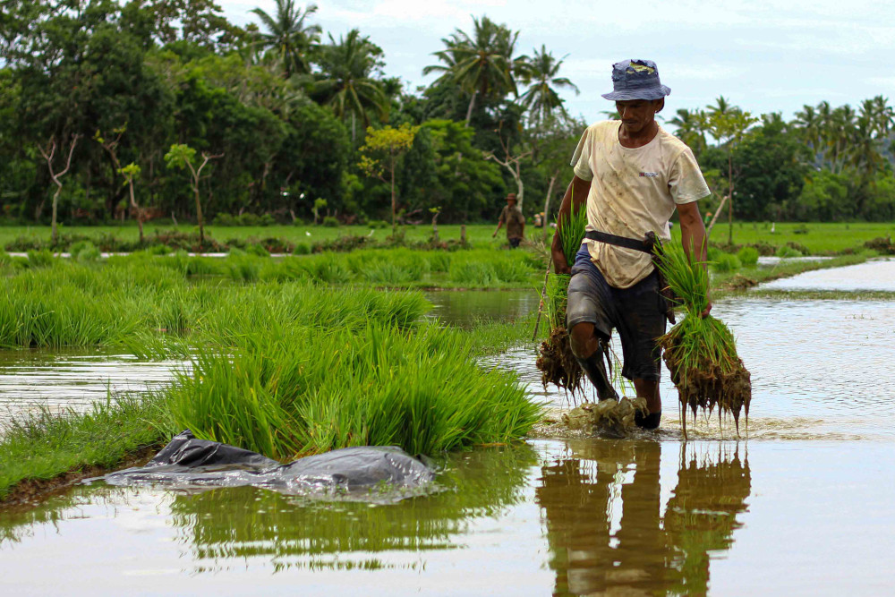  Pemprov Sumbar Targetkan Produktivitas Padi Meningkat pada 2023