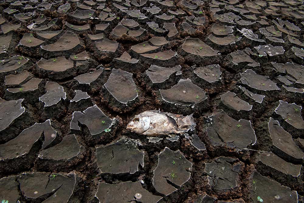  Sejumlah Wilayah di Indonesia Masih Mengalami Kekeringan Akibat Efek El Nino