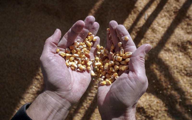 Pemerintah berencana melakukan impor jagung sebanyak 250.000 ton./ Dok. Bloomberg