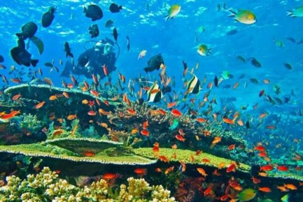 Ilustrasi pemandangan bawah laut Sawarkawafor di Kabupaten Kabupaten Supiori dan Biak Numfor, Papua./Istimewa