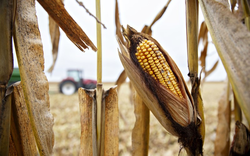  Bulog Bakal Impor 500.000 Ton Jagung Pakan