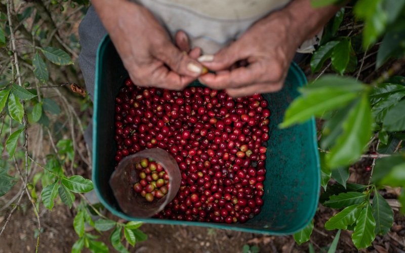 Seorang pekerja tengah memanen kopi./ Bloomberg - Juan Cristobal Cobo