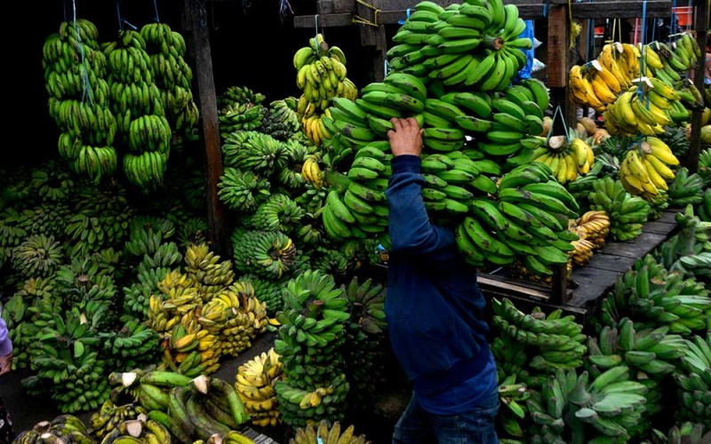  Ambisi Pengembangan Pisang Sulsel Harus Hati-hati, Bisa Berdampak Negatif Bagi Petani