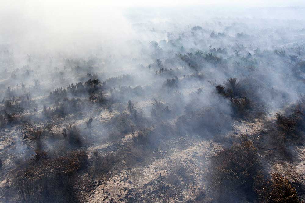  Dampak Kabut Asap Terhadap Perekonomian Riau, Paling Besar Diderita Rumah Tangga